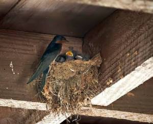 Barn Swallow