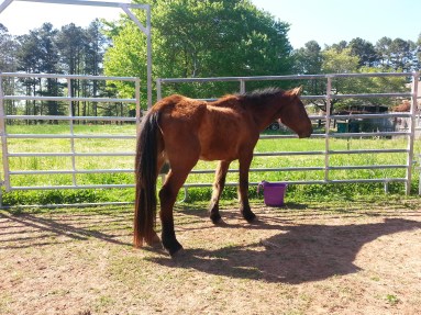 Buck - April 26, 2014